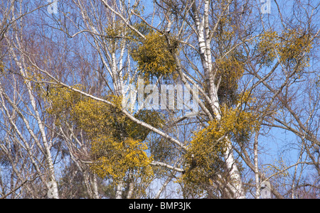 Bouleau, avec quelques arbustes parasitaires gui contre ciel bleu clair Banque D'Images