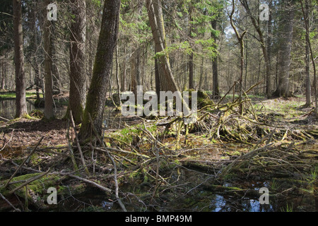 Forêt mixte humide au printemps avec de l'eau stagnante dans la lumière directe du soleil Banque D'Images