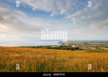 À la recherche vers les falaises à St.Agnes et au-delà à Penhale de St.Agnes phare dans un pré en été Banque D'Images