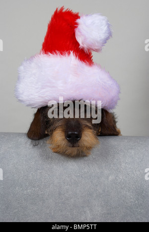 Teckel miniature wearing a santa hat. Banque D'Images