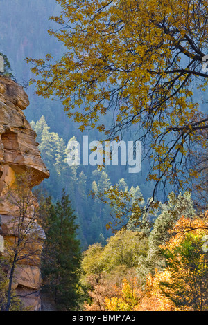 Feuillage de l'automne y compris les cendres de velours à Oak Creek Canyon, domaine de Coconino National Forest, près de Sedona, Arizona Banque D'Images