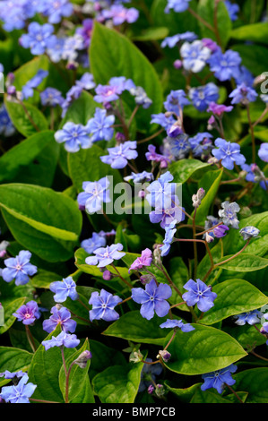 Omphalodes verna Blue eyed Mary fleurs bleu fleur vivace fleur fleurs couvre-sol d'été Banque D'Images