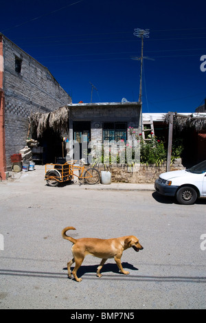 Promenade de chiens sur une rue de Corral del Risco, un petit village sur la côte Pacifique du Mexique, dans l'État de Nayarit. Banque D'Images