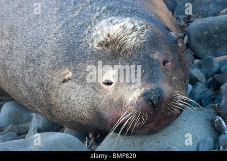 'Décédé crested' bull de lions de mer, plage, portrait Banque D'Images