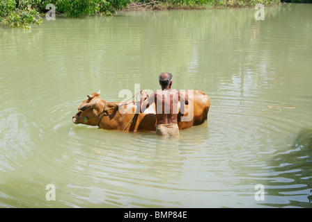 Baignoire vache en rivière . Un homme de sa vache baignade au milieu de la rivière qui coule à Kerala, Inde Banque D'Images