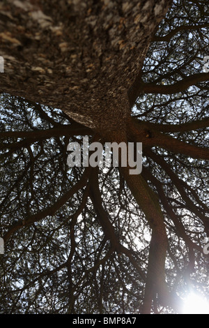 Vue verticale interne du tronc d'un cèdre, situé dans les jardins de Chiswick House dans l'ouest de Londres. Banque D'Images