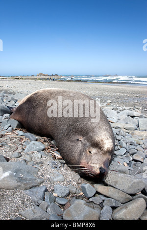 'Décédé crested' Sea Lion taureau, plage. Banque D'Images