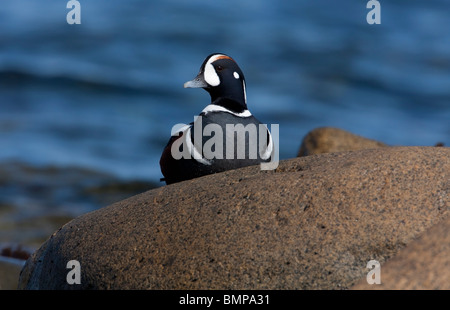 L'Arlequin plongeur Histrionicus histrionicus femme assise sur rocher avec derrière l'océan de Qualicum Beach l'île de Vancouver BC en Mars Banque D'Images