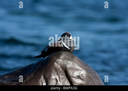 L'Arlequin plongeur Histrionicus histrionicus femme assise sur rocher avec derrière l'océan de Qualicum Beach l'île de Vancouver BC en Mars Banque D'Images