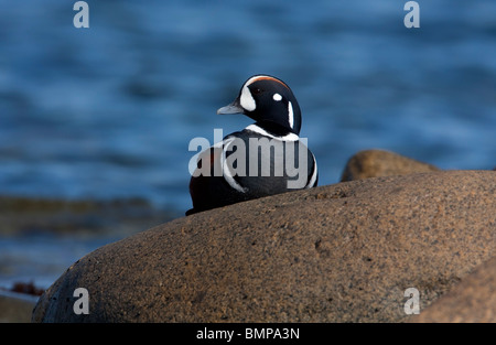 L'Arlequin plongeur Histrionicus histrionicus femme assise sur rocher avec derrière l'océan de Qualicum Beach l'île de Vancouver BC en Mars Banque D'Images