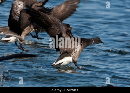 La Bernache cravant (Branta bernicla) l'atterrissage sur l'océan pour se nourrir de la rogue de hareng de Qualicum Beach l'île de Vancouver BC en Mars Banque D'Images