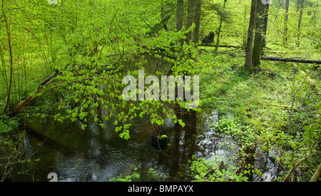 Le passage de la rivière Petite forêt forêt d'aulnes à printemps Banque D'Images