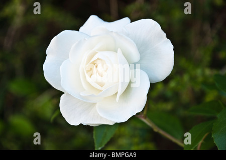 Iceberg Rose / Rosa - un pur et parfait, la neige-blanc, rose moderne parfumés doucement pousse dans un jardin de campagne anglaise. Banque D'Images