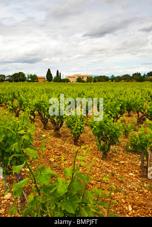 Vignes près de Chateauneuf du Pape Banque D'Images