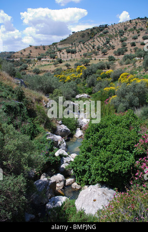 Ruisseau de montagne/Rio Sabar, entre Periana et Rio Gordo, région d'Axarquia, la province de Malaga, Andalousie, Espagne, Europe de l'Ouest. Banque D'Images