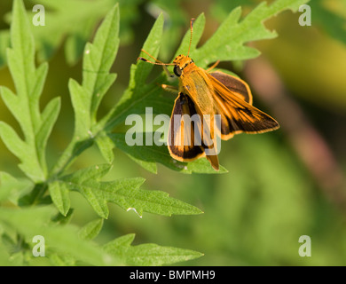 Skipper papillon sur la petite herbe à poux (Ambrosia artemisiifolia) Banque D'Images