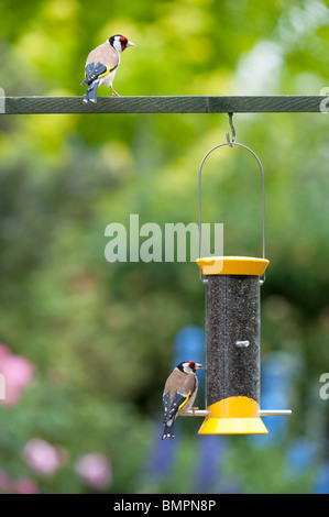 Chardonneret jaune sur un convoyeur d'alimentation des oiseaux nyjer dans un jardin anglais Banque D'Images