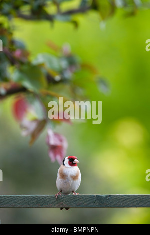 Chardonneret dans un jardin anglais assis sur treillis en bois. UK Banque D'Images