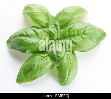 Feuilles de basilic sur un fond blanc Banque D'Images