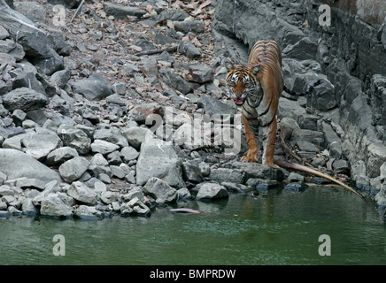 Snarling Tiger près d'un trou d'eau dans le Parc National de Ranthambhore, Inde Banque D'Images