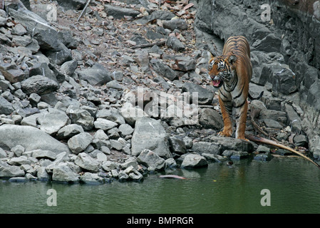 Snarling Tiger près d'un trou d'eau dans le Parc National de Ranthambhore, Inde Banque D'Images