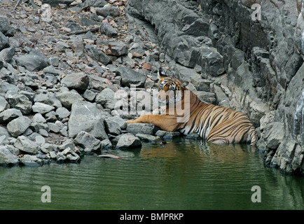 Tiger assis dans un trou d'eau dans le Parc National de Ranthambhore, Inde Banque D'Images