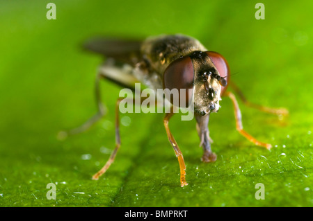 Extreme close up de la tête de l'hover fly ou syrphes, Eupeodes luniger, se nourrissant d'une feuille Banque D'Images