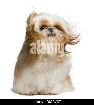 Shih Tzu, 18 mois, windswept et assis contre fond blanc Banque D'Images