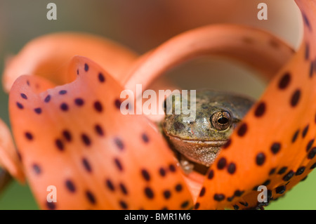 Tree Frog peeking out de turban orange lilly Banque D'Images