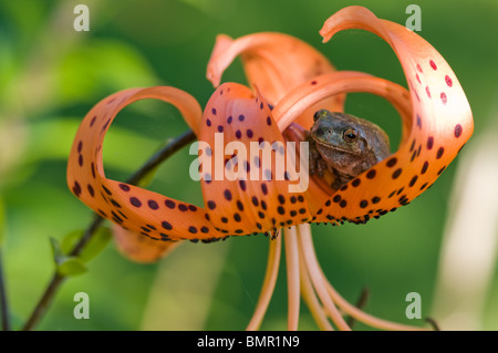 Tree Frog peeking out de turban orange lilly Banque D'Images