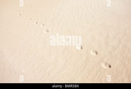 pistes de fox sur sable mou , Finlande Banque D'Images