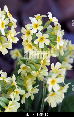 Primula elatior oxlip vrai oxlip croissance faible plante herbacée éternelle lumière fleurs jaune primevère Banque D'Images