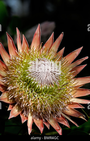 Photo:King Protea PROTEA Protea géant Honeypot King Sugar Bush fleur nationale de l'inflorescence de l'Afrique du Sud Banque D'Images