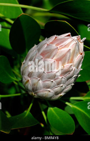 Photo:King Protea PROTEA Protea géant Honeypot King Sugar Bush fleur nationale de l'inflorescence de l'Afrique du Sud Banque D'Images