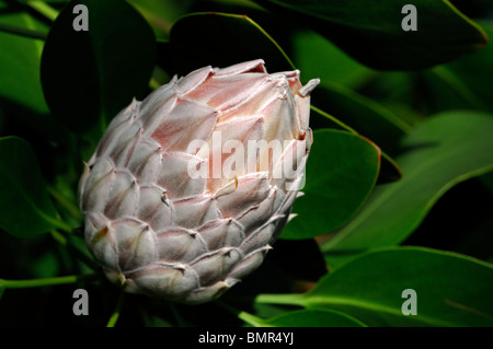 Photo:King Protea PROTEA Protea géant Honeypot King Sugar Bush fleur nationale de l'inflorescence de l'Afrique du Sud Banque D'Images