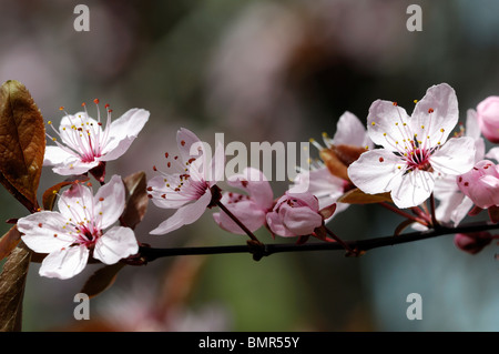 Prunus cerasifera pissardii Prunier Cerisier cherry plum le myrobolan prunier fleur fleurs au début du printemps Banque D'Images
