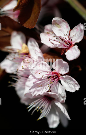 Prunus pissardi roebuck castle plum floraison fleurs roses fleur printemps Banque D'Images