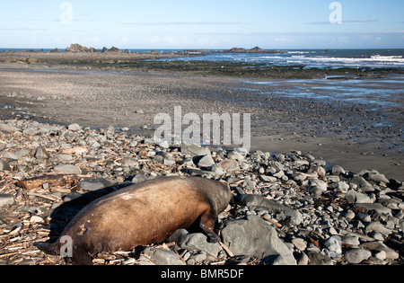 'Décédé crested' Sea Lion taureau, marée basse, la plage, la lumière du matin, en Californie, Banque D'Images