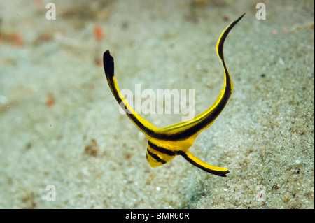 Jack Knife (poisson juvénile Equetus lanceolatus) photographiée près de la Blue Heron Bridge à Singer Island, FL. Banque D'Images