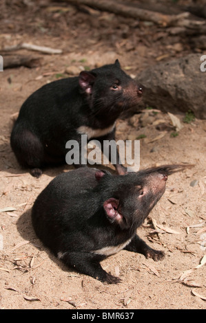 Diables de Tasmanie, Currumbin Wildlife Sanctuary, Gold Coast, Queensland, Australie Banque D'Images