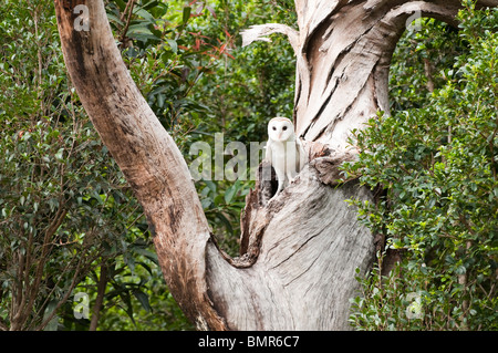 Owl, Currumbin Wildlife Sanctuary, Gold Coast, Queensland, Australie Banque D'Images