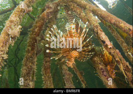 Rascasse volante (Pterois Volitans volitans), une espèce envahissante, dans les mangroves du sud-ouest de Caye au Belize. Banque D'Images