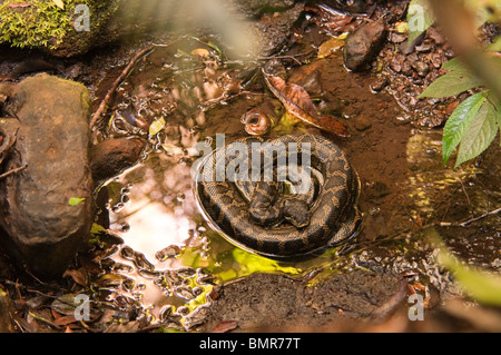 Serpent Python enroulé dans le ruisseau, la rivière Albert Circuit, Parc National de Lamington, Queensland, Australie Banque D'Images