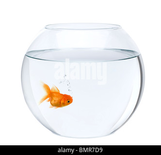 Les poissons rouges en aquarium, in front of white background, studio shot Banque D'Images