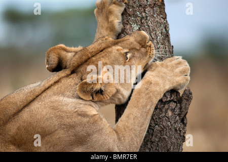 Lionne dents d'affûtage sur l'arbre, le Parc National du Serengeti, Serengeti, Tanzania, Africa Banque D'Images