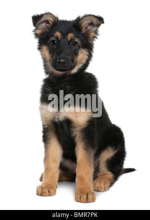 Chiot berger allemand, 3 mois, in front of white background Banque D'Images