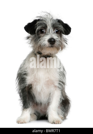 Chien de race mixte, 10 years old, in front of white background Banque D'Images