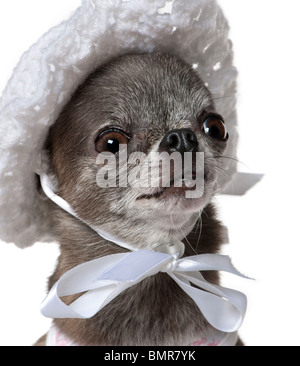 Chihuahua habillé portant un chapeau, 7 ans, in front of white background Banque D'Images