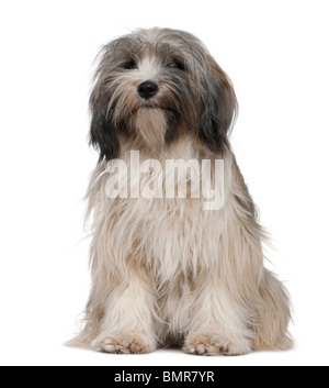 Terrier tibétain, 1 ans, in front of white background Banque D'Images