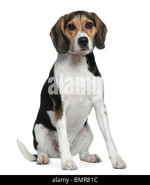 Beagle, 2 ans, in front of white background Banque D'Images